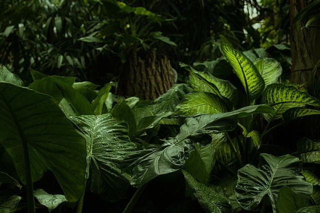 Expedition into dense jungle