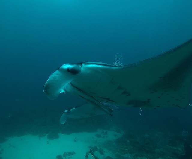 Diving with majestic manta rays