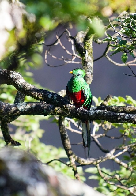 Close-up of a rare bird