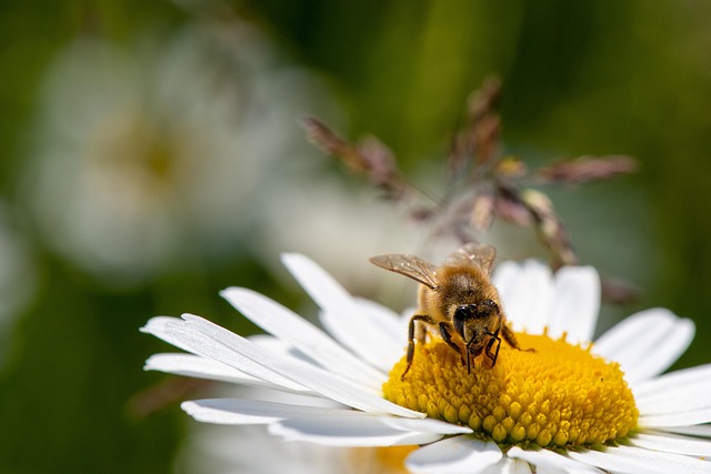 New species of insect discovered