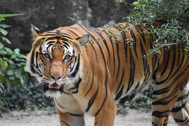 Tiger in its natural habitat