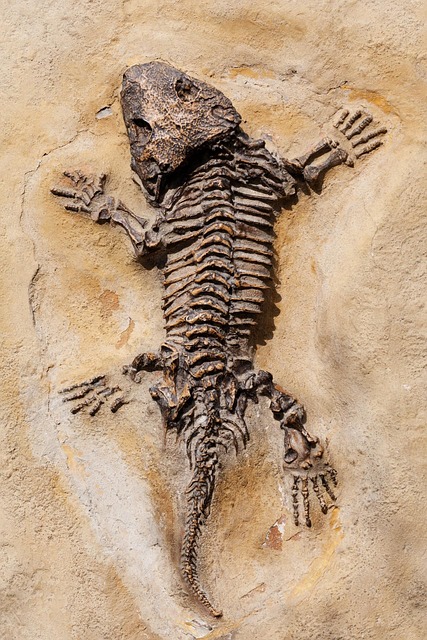 Ancient fossil discovery