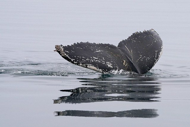 Drone footage of a whale pod