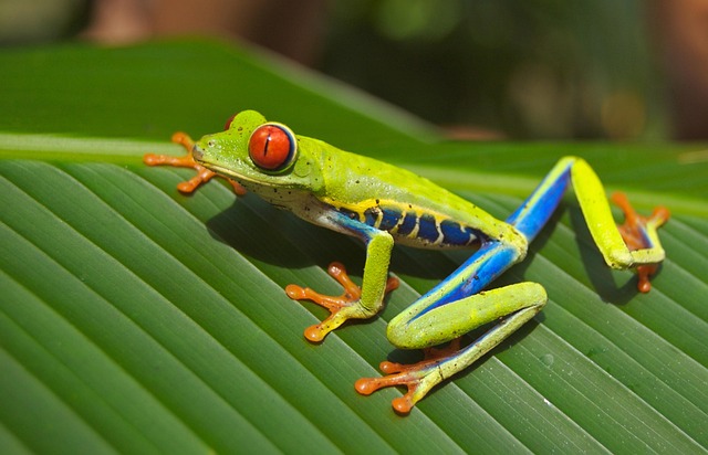 Colorful frog