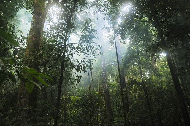 Dense forest canopy