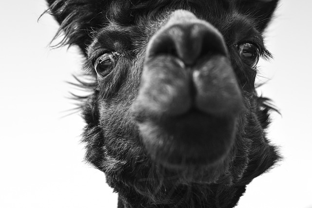 Rescued animal in a sanctuary