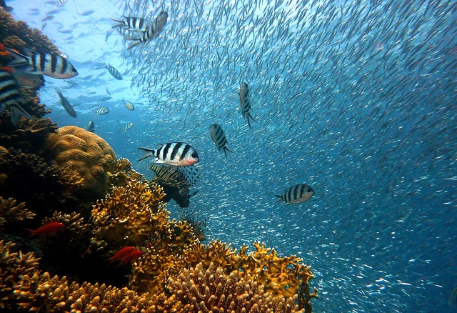 Coral reef with diverse marine life